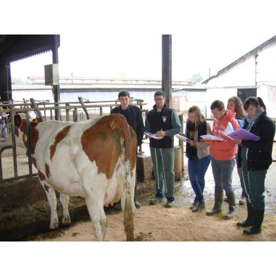 CONCOURS DE POINTAGE BOVINS A RESSINS