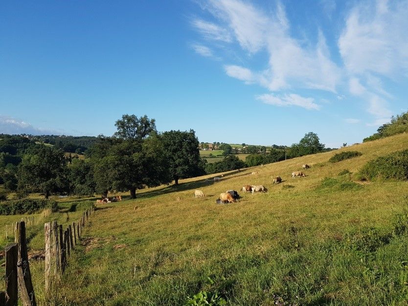 0689414595_361_tragolins.jpg